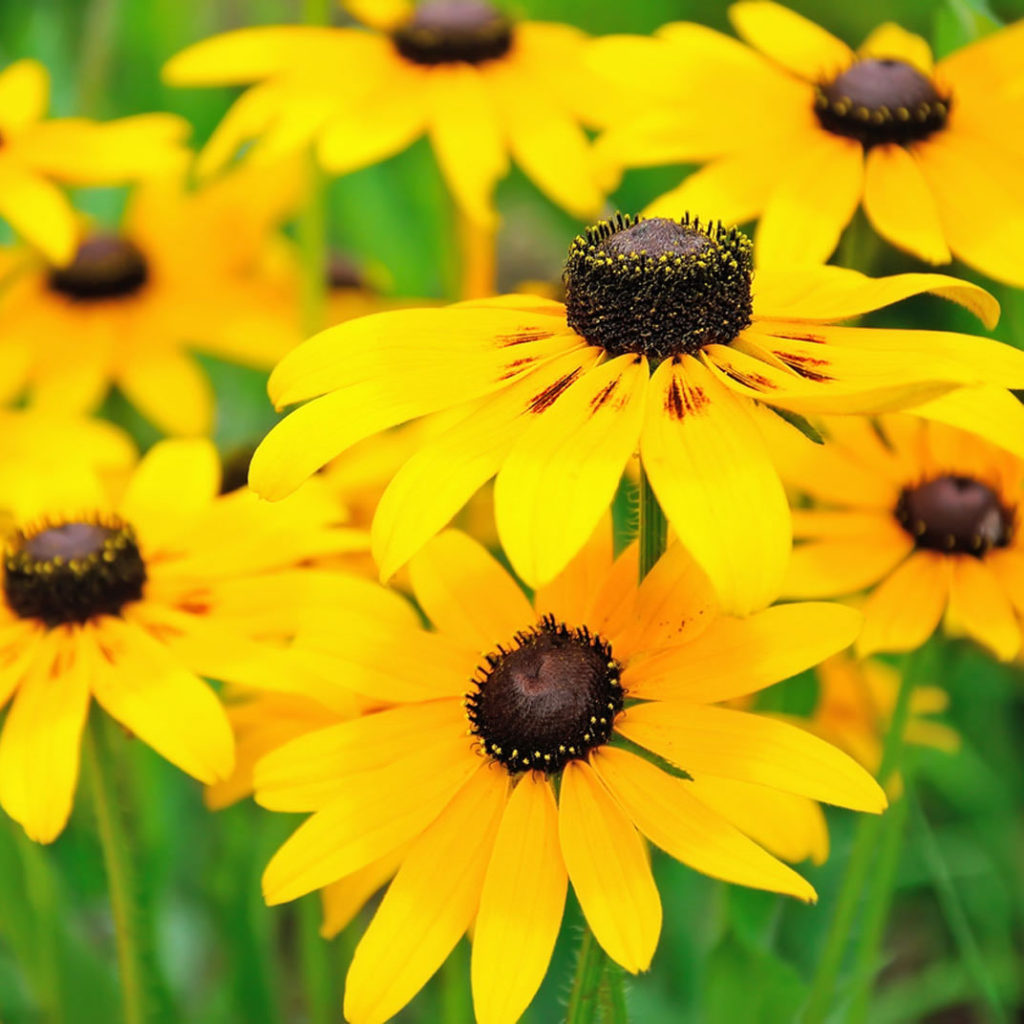 black-eyed-susan