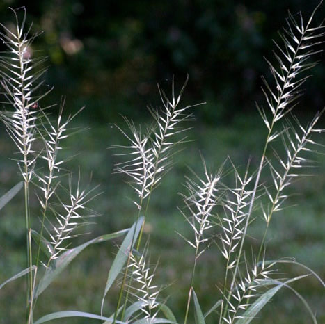 bottlebrush-grass