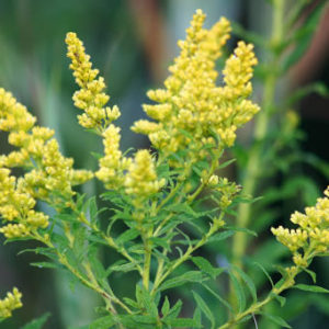 common goldenrod