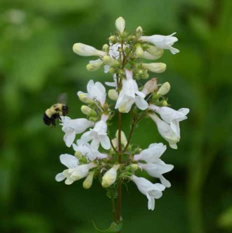 foxglove-beardtongue