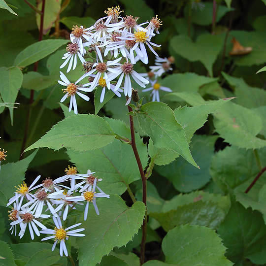 large-leaf-aster