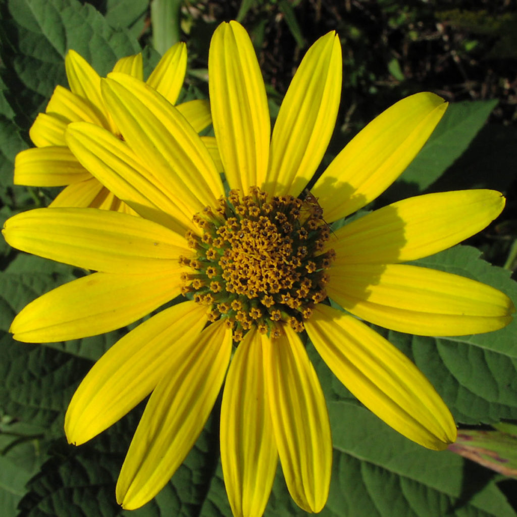 pale-leaved-sunflower