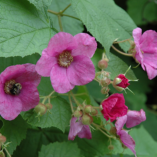 purple-flowering-raspberry