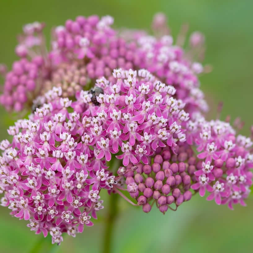 swamp-milkweed