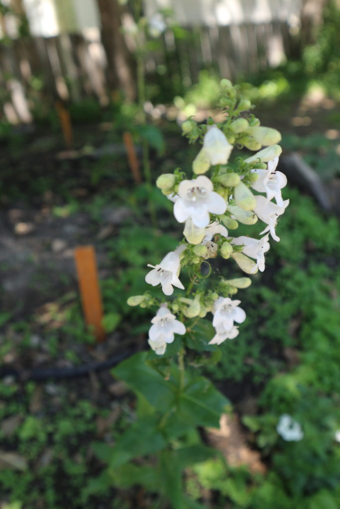 Foxglove beardtongue closeup