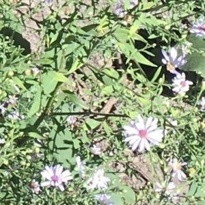 Largeleaf and heart-leaved asters at 5 September 2