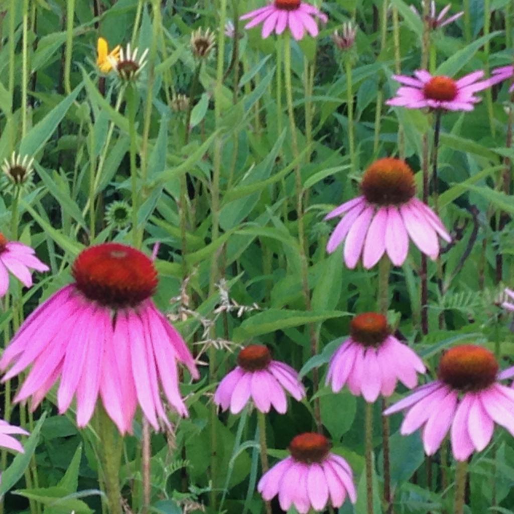 Echinacea