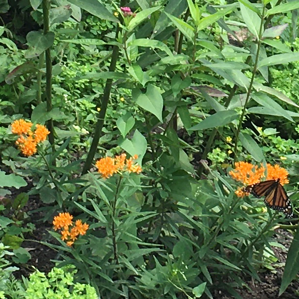 Butterfly milkweed with monarch