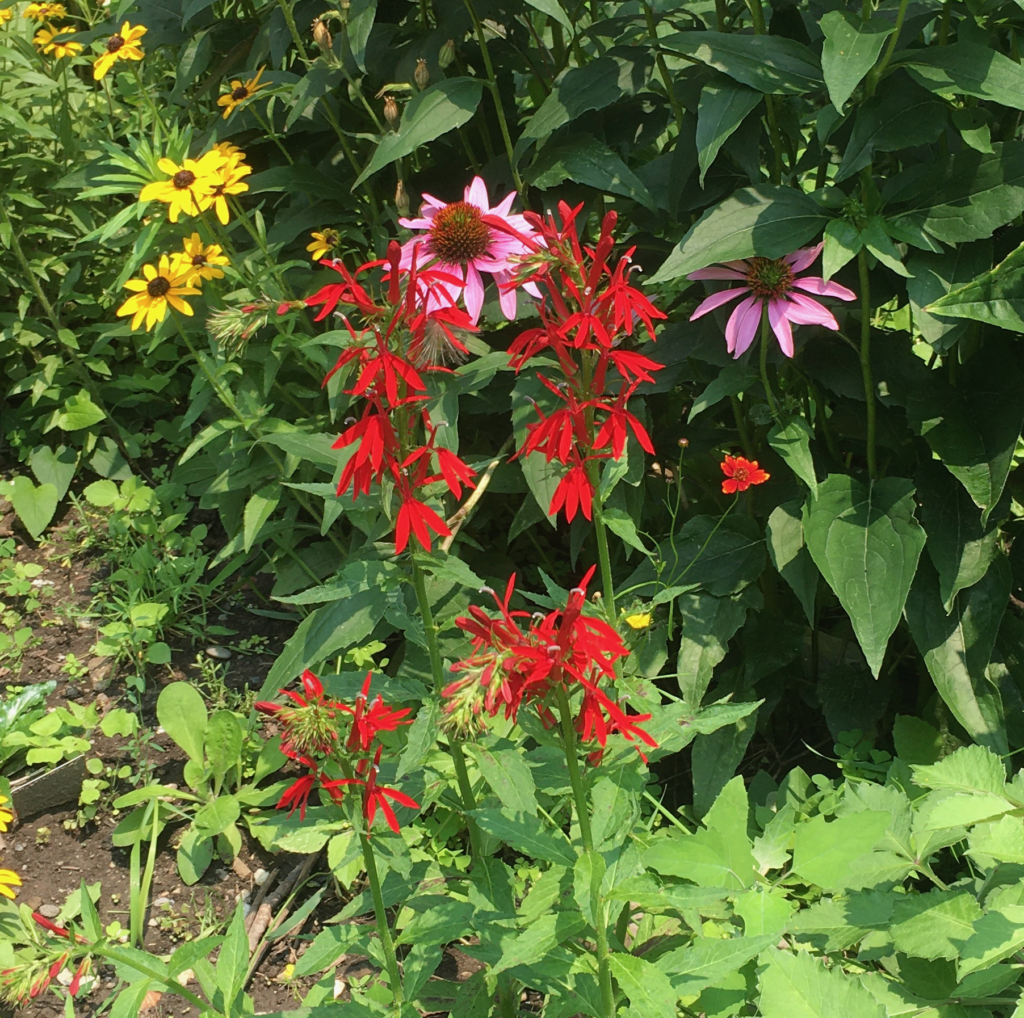 Cardinal flower