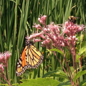 Joe Pye Weed with monarch butterfly and bumblebee