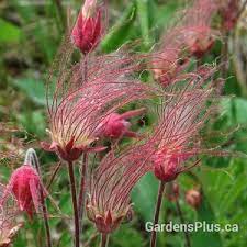 Prairie Smoke