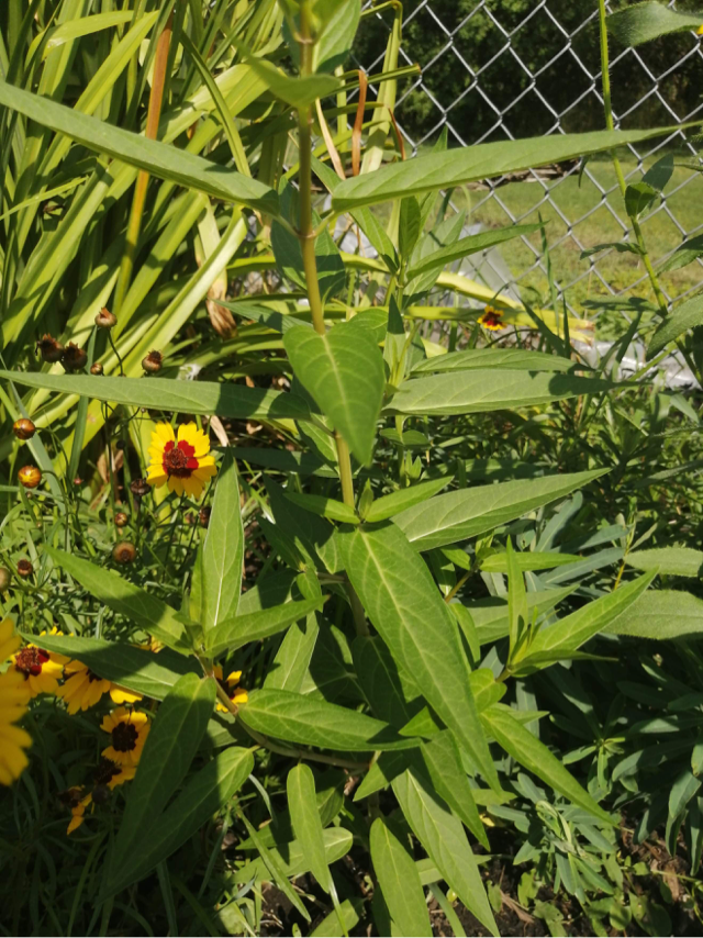 Swamp Milkweed Stoney Creek