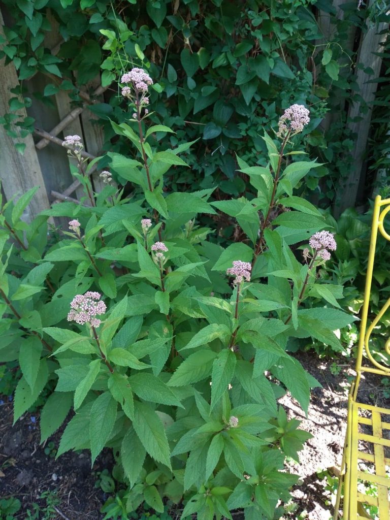 Joe Pye Weed in Brantford