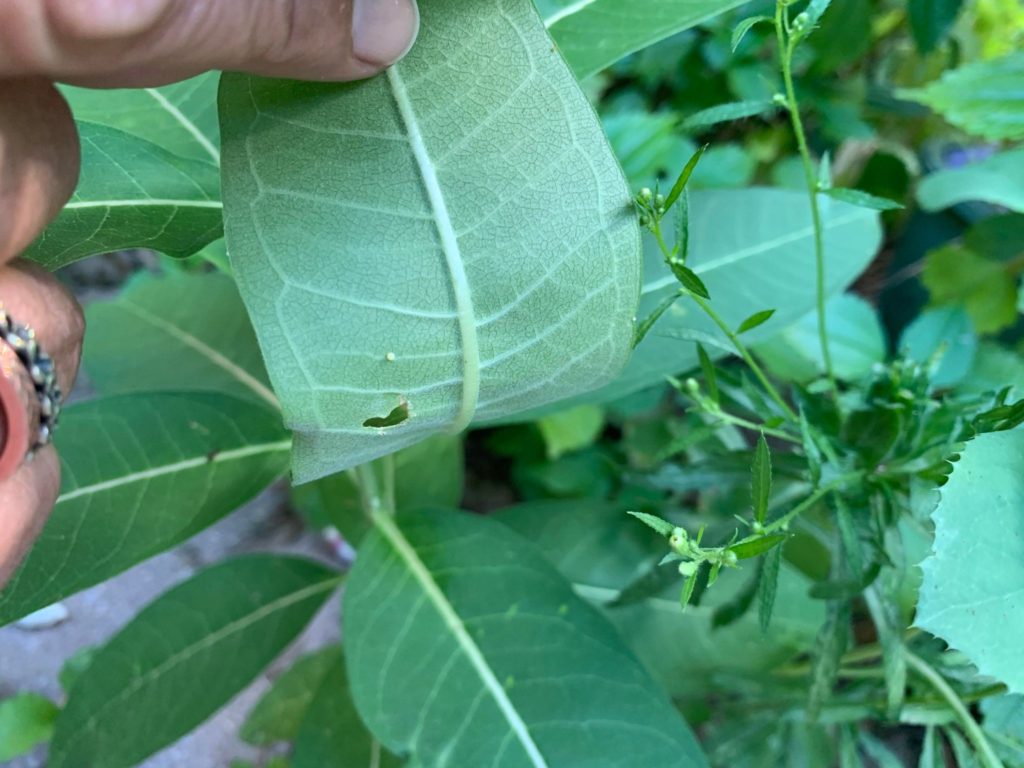 milkweed with monarch eggs