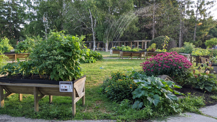 Garden with raised beds and lots of flowers and vegetables